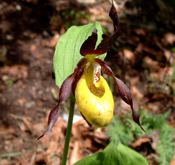 Cypripedium calceolus / Scarpetta di Venere